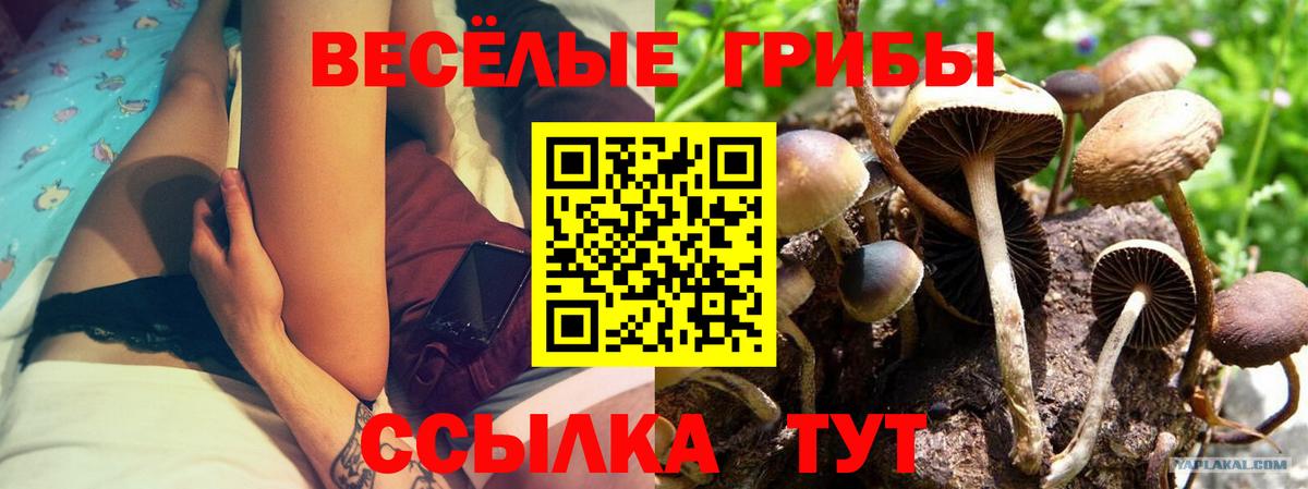 Псилоцибиновые грибы мицелий Отрадный